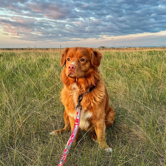 nova scotia duck tolling retriever sitting in a field with a red leash