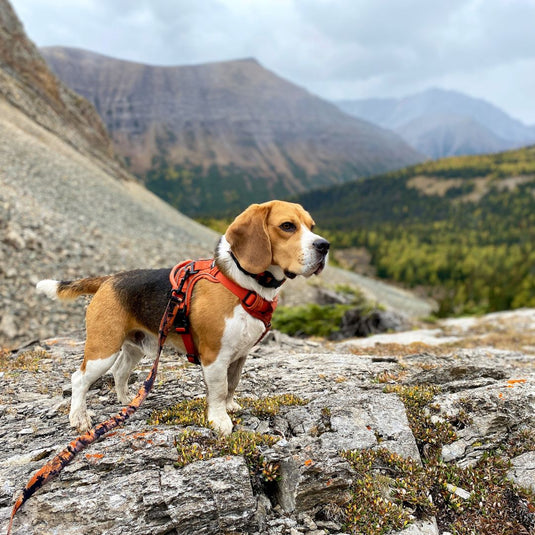 Ranger All Mountain Dog Leash