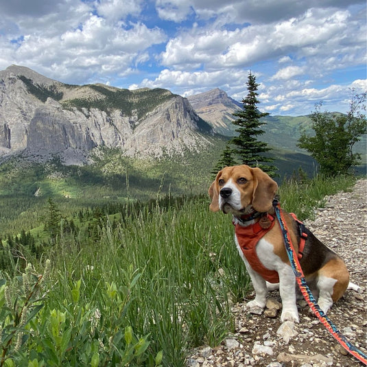 Beagle on a leash sitting on a rocky trail with mountains in the background in ravens end hiking trail, kananaskis