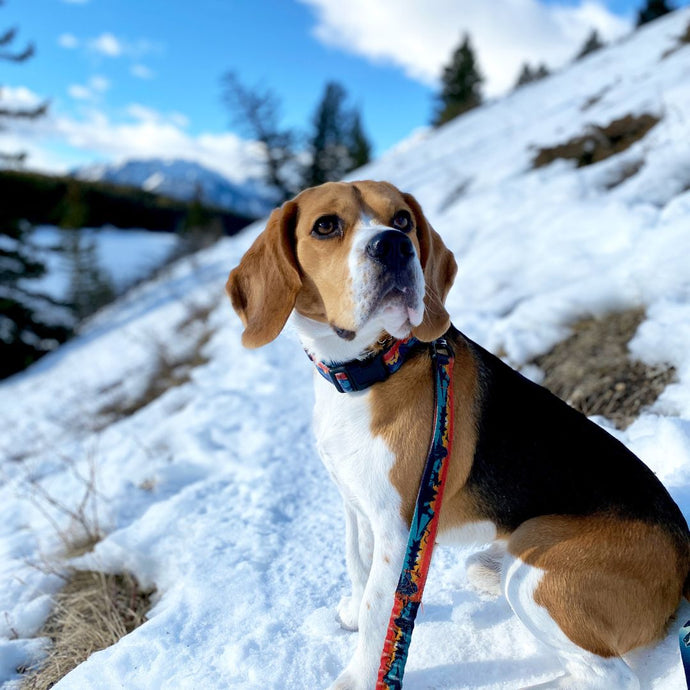beagle sitting in the snow on a leash in johnson lake trail, banff, ab
