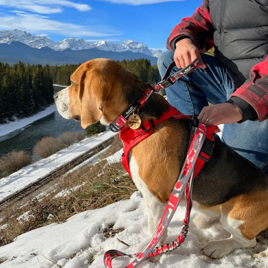 beagle on a red leash sitting on a snowy hill in castle lookout trailhead, castle, alberta
