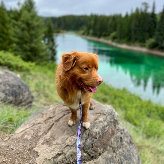 Brown nova scotia duck tolling retriever standing on top of a rock next to a lake