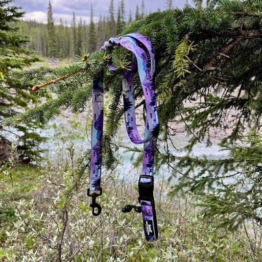 purple and blue dog leash hanging from a tree
