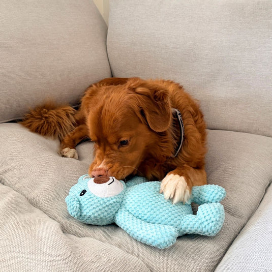 Big Bear Plush Dog Toy