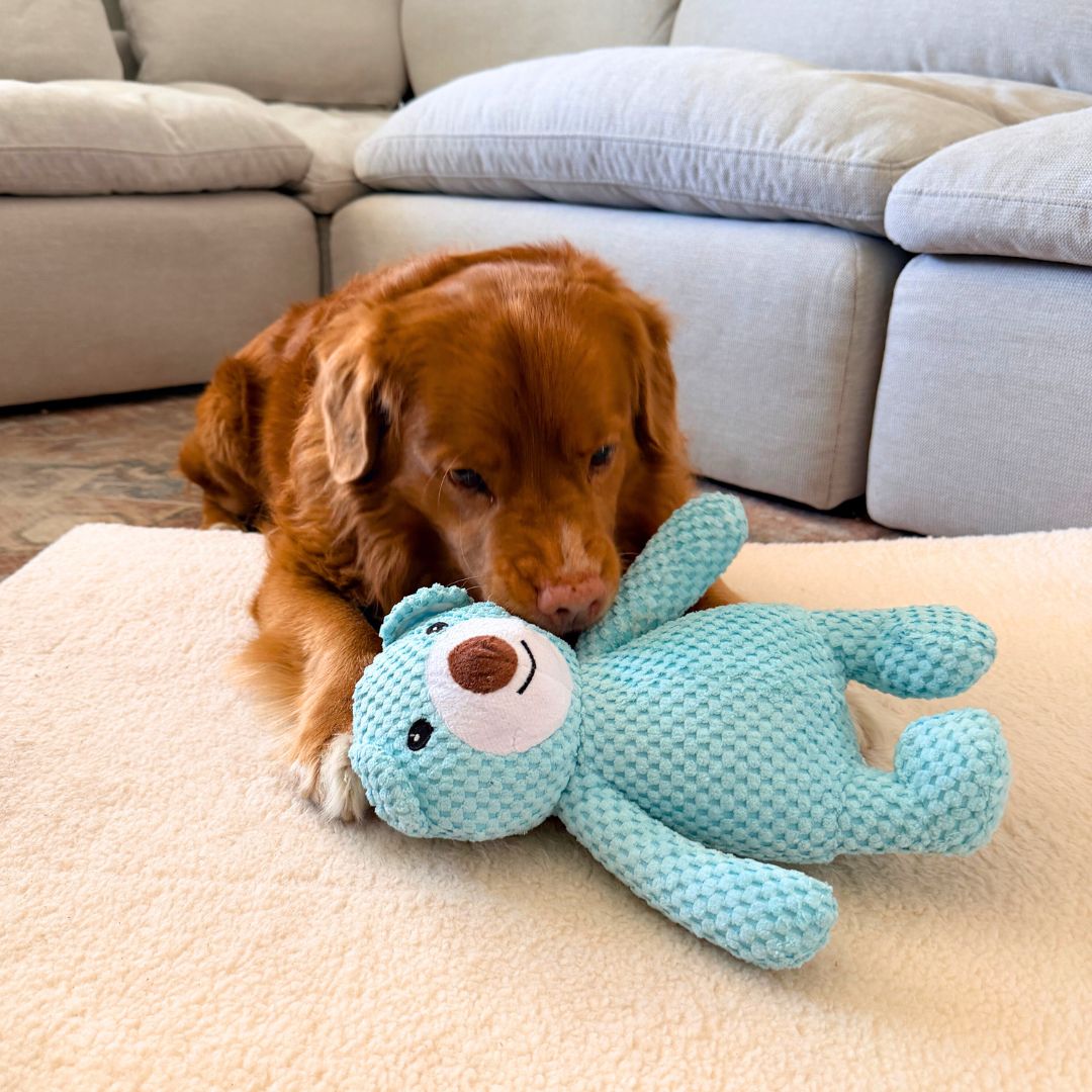 Big Bear Plush Dog Toy Squeaky Chew Toy For Puppies Medium Large Dogs –  Rocky Mountain Dog
