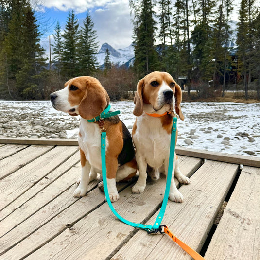 Biothane Dog Leash Coupler Rocky Mountain Dog