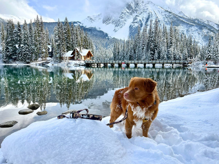 butch dog at emerald lake winter time with snow reflection lake