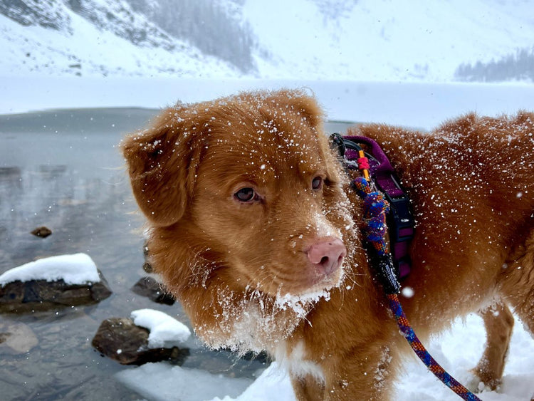 Butch dog snowing at agnes lake winter time lake louise alberta
