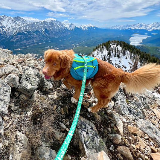 Canadian Rockies Leash Rocky Mountain Dog - Main Image