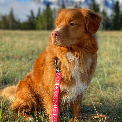Canadian Rockies Dog Leash