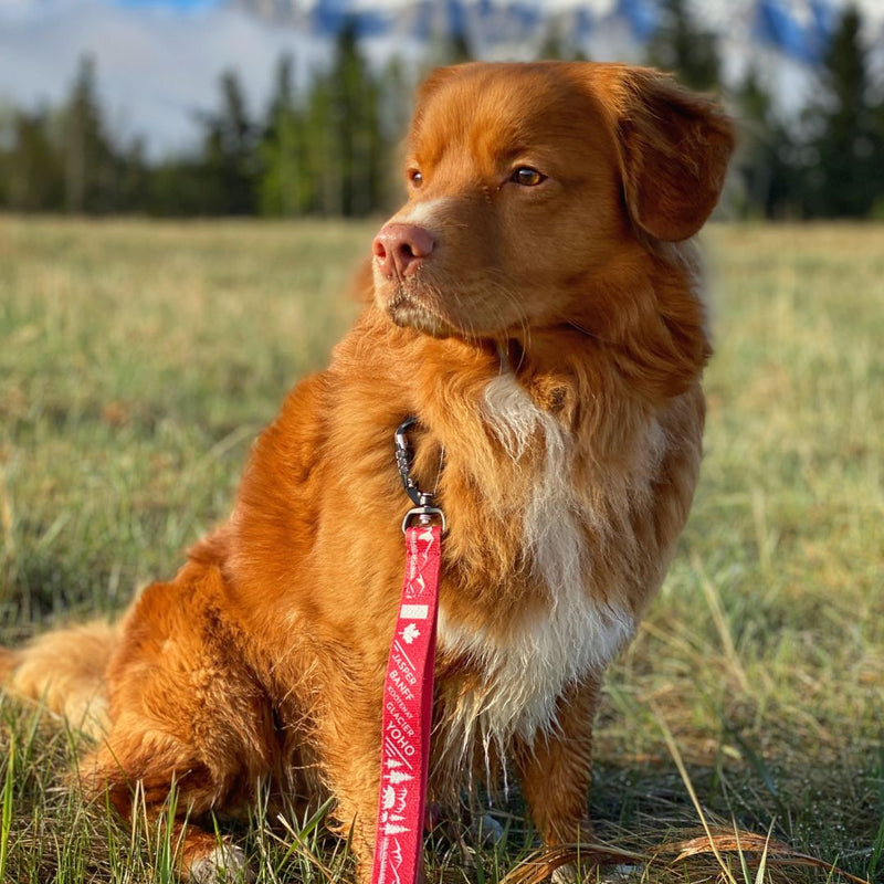 Load image into Gallery viewer, Canadian Rockies Dog Leash
