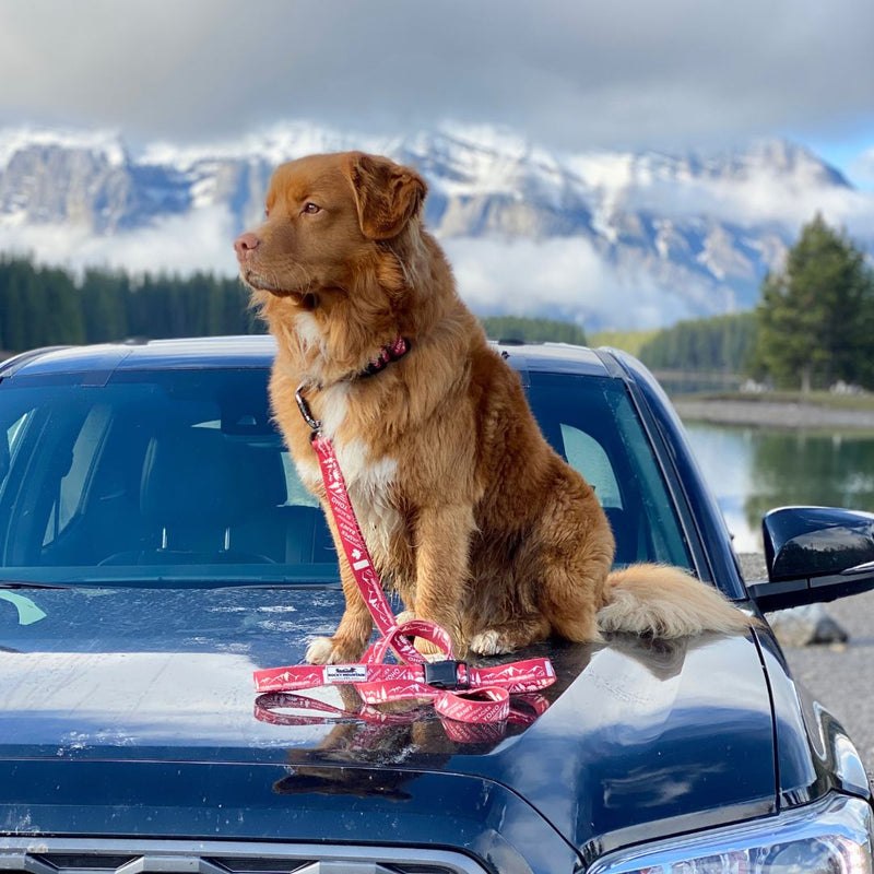 Load image into Gallery viewer, Canadian Rockies Dog Leash
