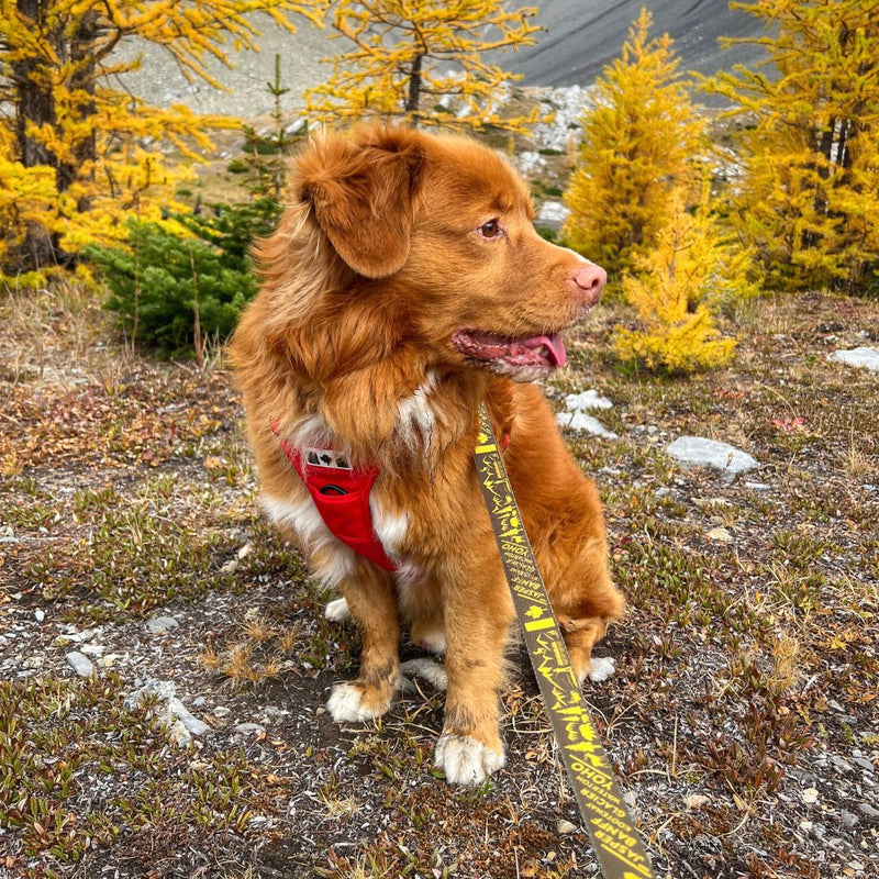 Load image into Gallery viewer, Canadian Rockies Dog Leash
