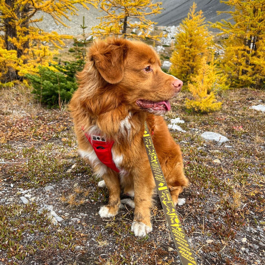 Canadian Rockies Dog Leash