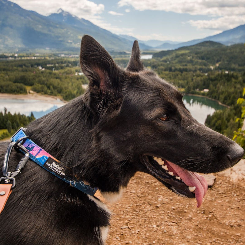Load image into Gallery viewer, V2 Canmore Alpine Dog Collar - Rocky Mountain Dog
