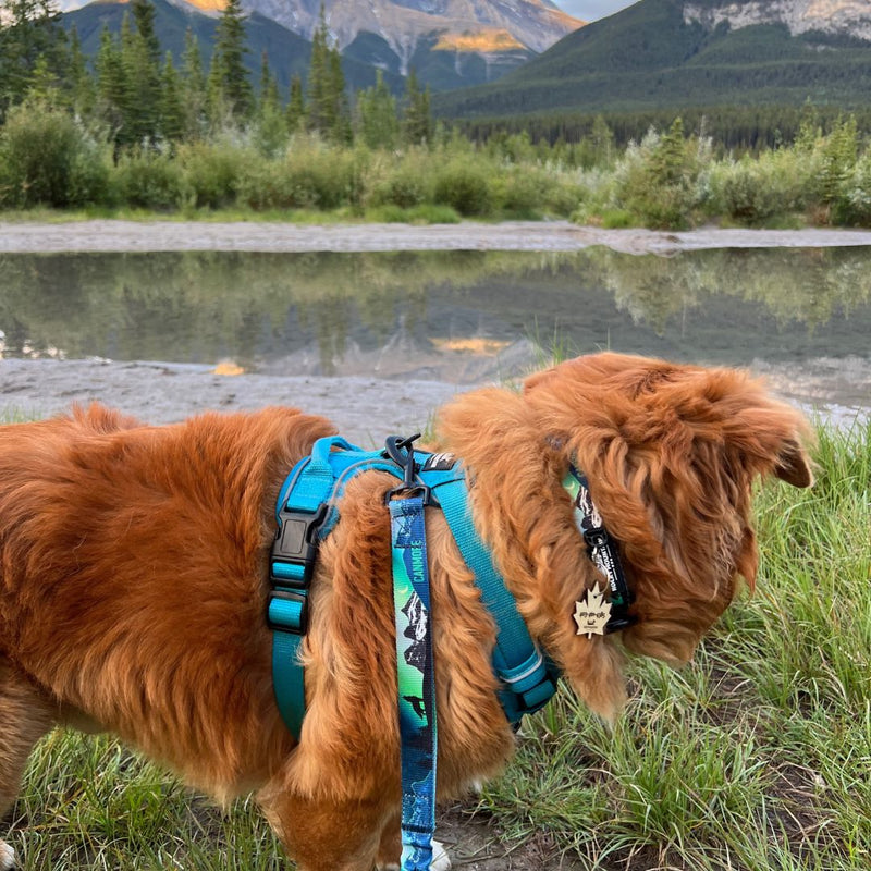 Load image into Gallery viewer, V2 Canmore Alpine Dog Collar - Rocky Mountain Dog
