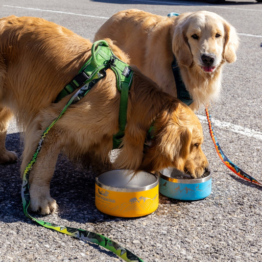 Dog Bowl Bundle