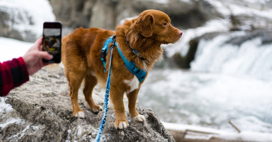LEASH SALE