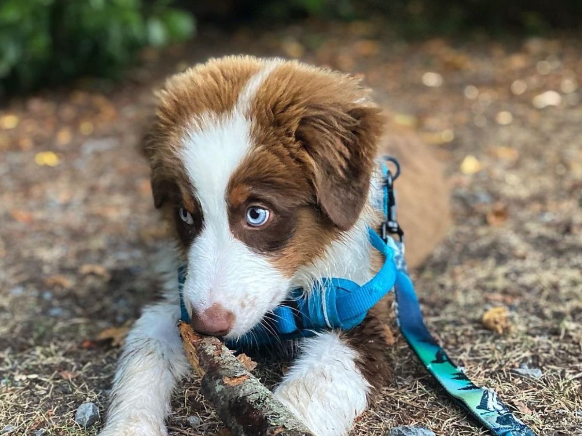 The Puppy Bundle - Rocky Mountain Dog