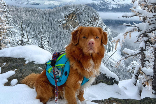 DOG BACKPACK