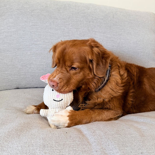 Favourite Bunny Plush Dog Toy