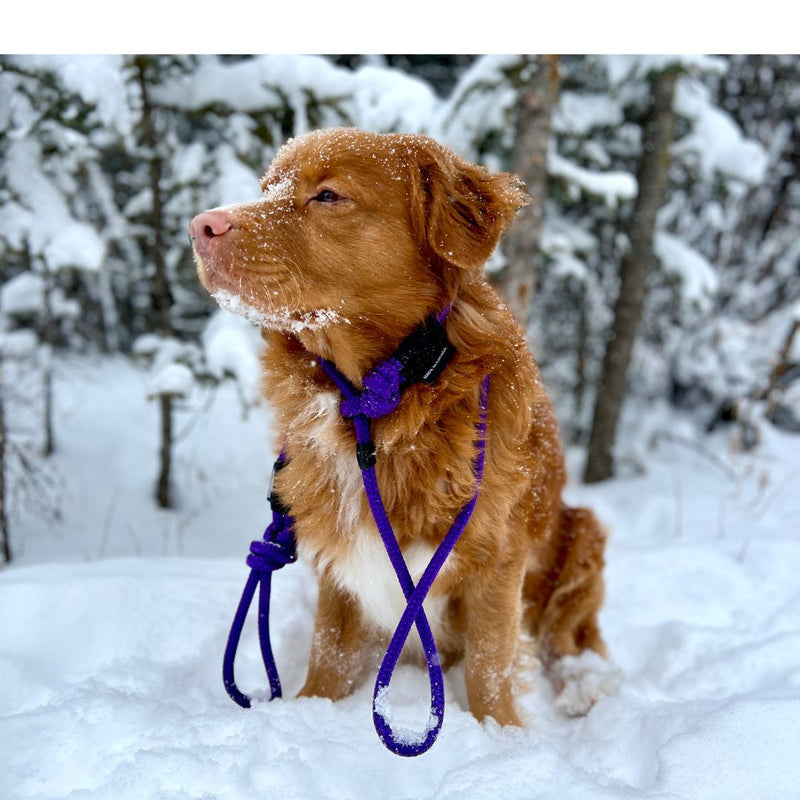 Load image into Gallery viewer, Dog in the winter time snowy day with a slip lead leash
