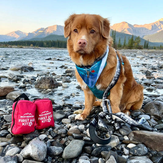 Dog First Aid Kit