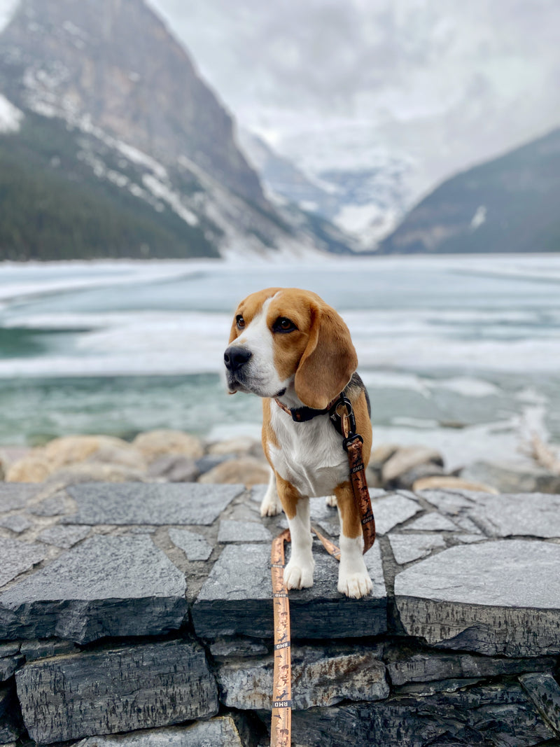 Load image into Gallery viewer, Beagle on a leash standing on a ledge at Lake Louise
