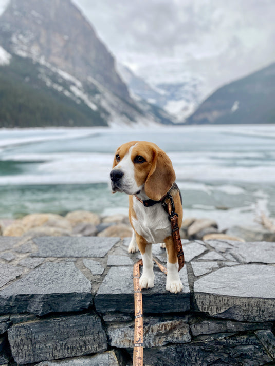 Beagle on a leash standing on a ledge at Lake Louise