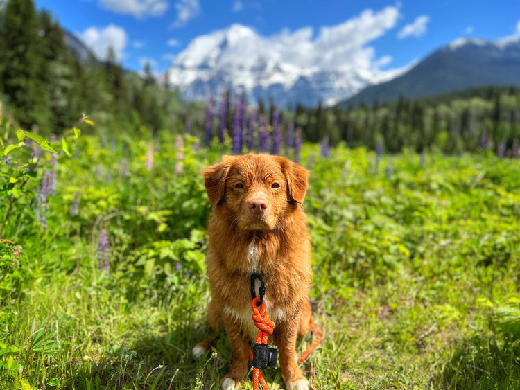 Alpine Paws