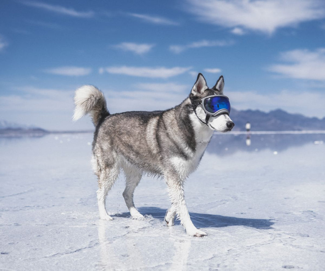 Dog Harnesses For Large Dogs Rocky Mountain Dog Summit All