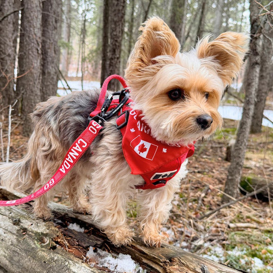 Go Canada Go Dog Bandana