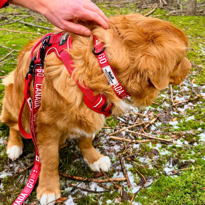 Load image into Gallery viewer, Go Canada Go Dog Collar
