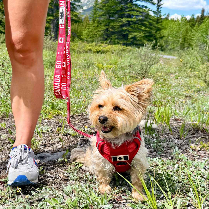 Load image into Gallery viewer, Go Canada Go Dog Leash
