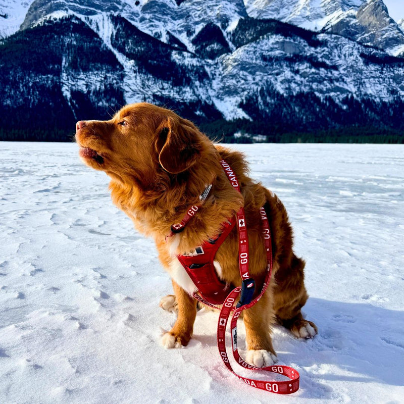 Load image into Gallery viewer, Go Canada Go Dog Collar
