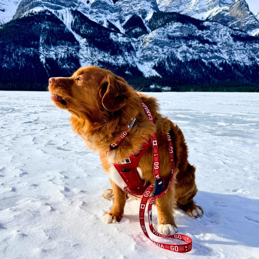 Colla Go Go Canada Go Dog Collar | Rocky Mountain Dog