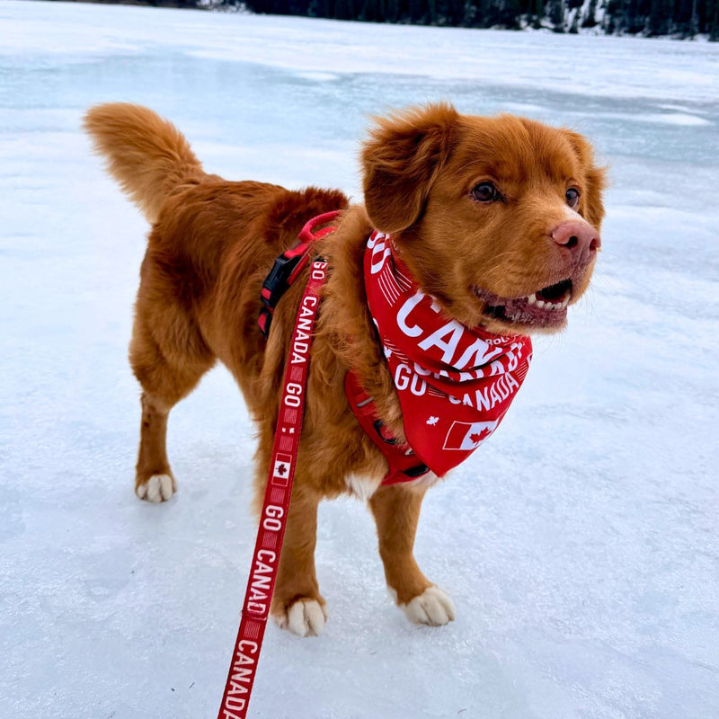 Load image into Gallery viewer, Go Canada Go Dog Leash
