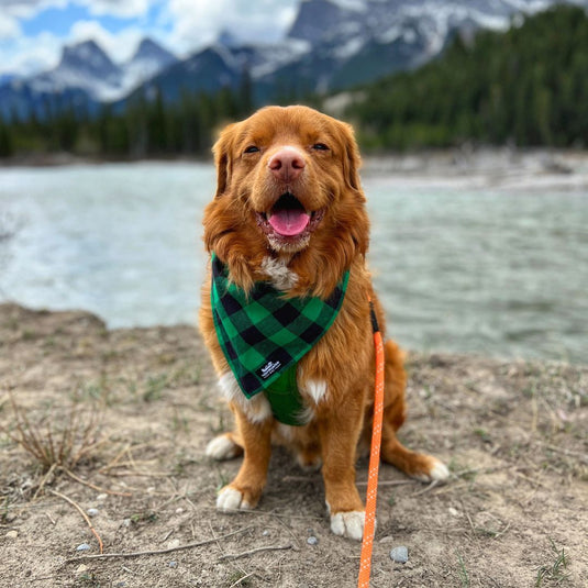 Flannel Dog Bandana