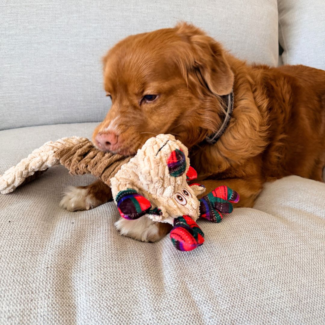 Goofy Moose Stretchy Dog Tug Toy With Handle Puppy Small Large