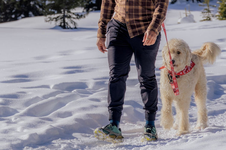 Hands free dog leash 