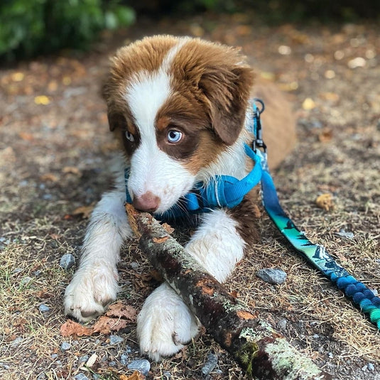 Puppy Bundle