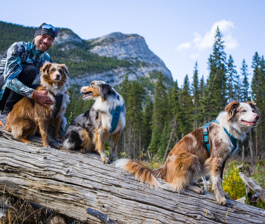 SUMMIT ALL-TERRAIN HARNESS