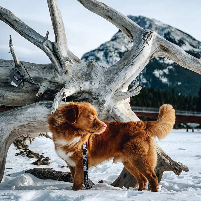 Brown and white nova scotia duck tolling retriever standing in the snow, wearing black and white dog leash