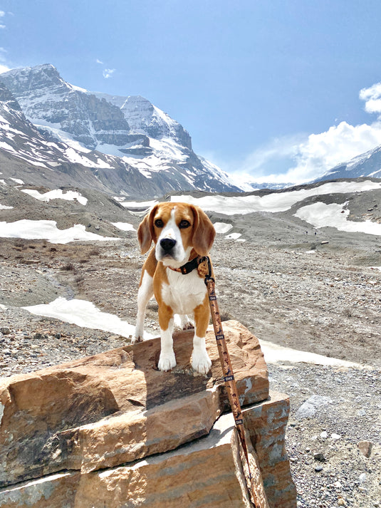 Brown and white beagle on leash standing on top of a rock in athabasca glacier