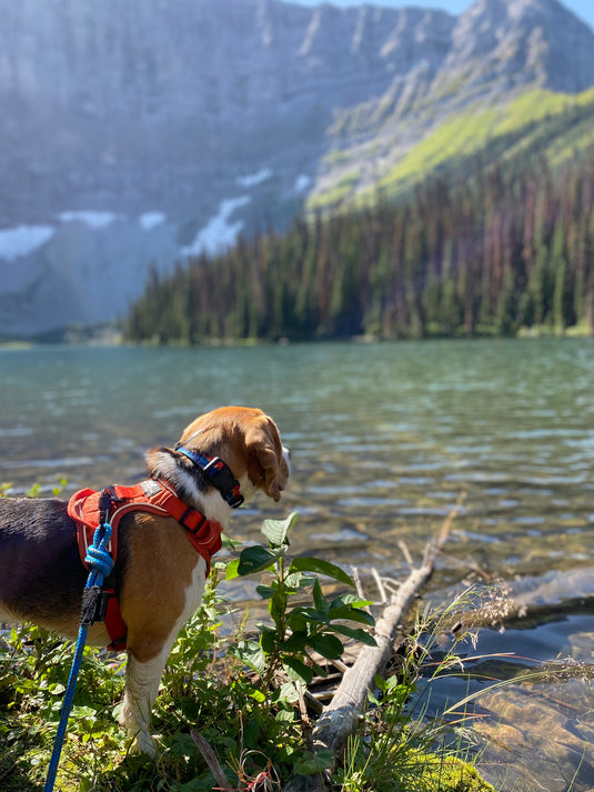 Banff Alpine Dog Collar For The Outdoors | Rocky Mountain Dog | AB