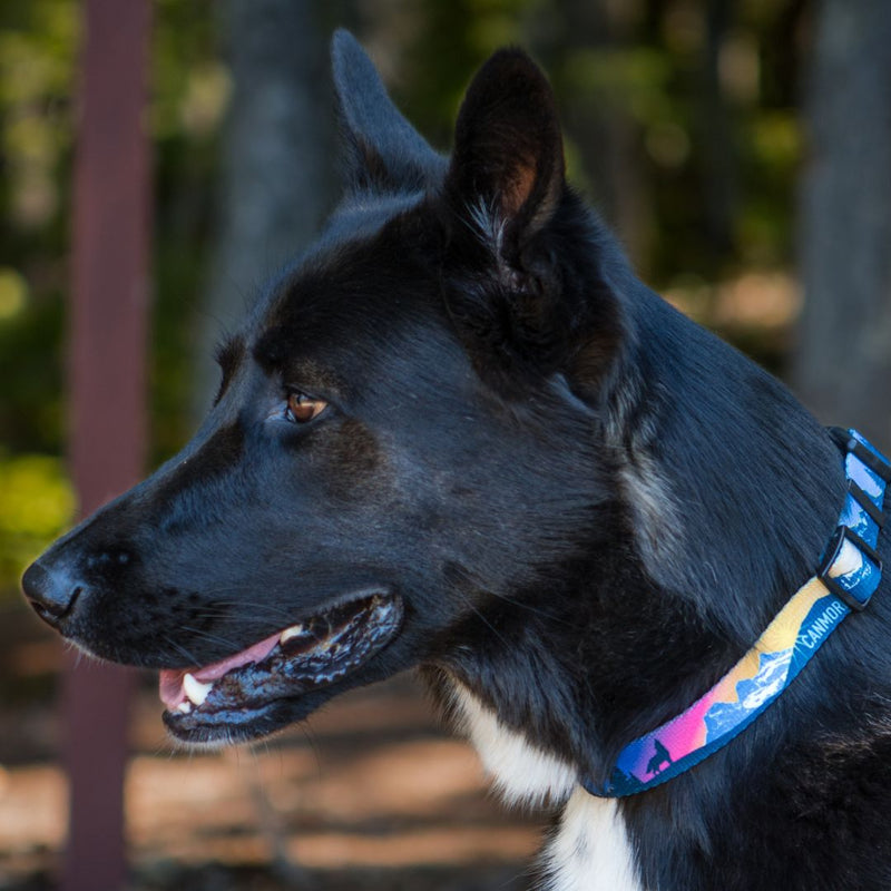 Load image into Gallery viewer, V2 Canmore Alpine Dog Collar - Rocky Mountain Dog
