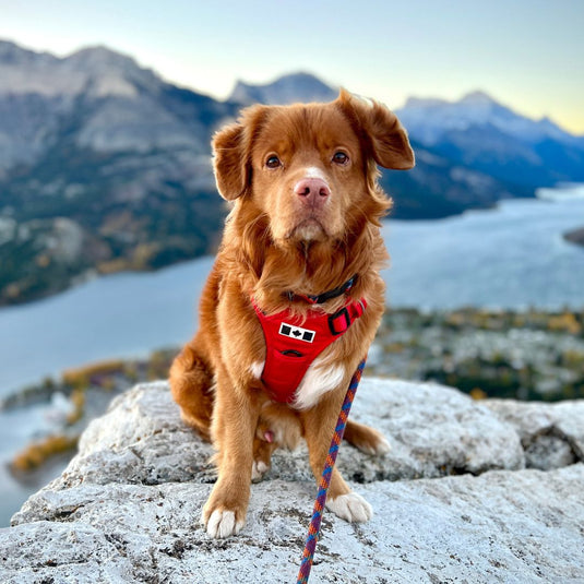 Summit All-Terrain Dog Harness