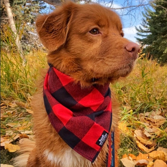 Flannel Dog Bandana Rocky Mountain Dog