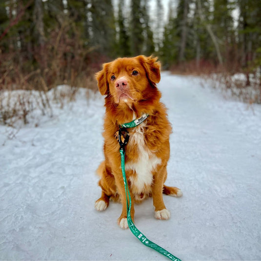 Canadian Rockies Dog Collar