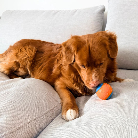 Rocky Mountain Dog Toy Ball